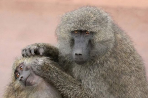 Чи вони ловлять мавпи бліх один від одного? Чи вони ловлять мавпи бліх один від одного?